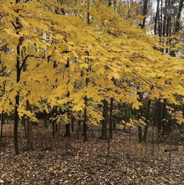 Daily Pearls Journal Autumn Afternoons + Website Migration